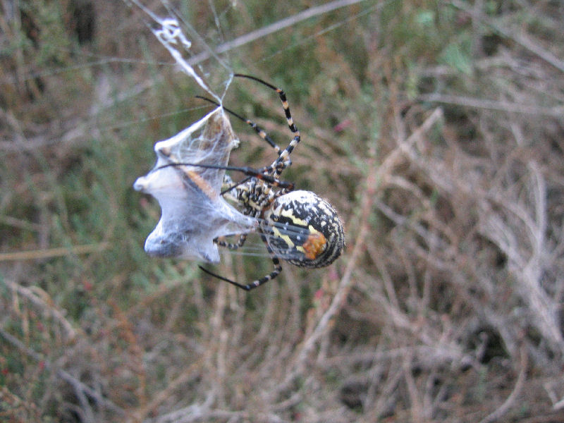 Argiope bruennichi e Argiope lobata